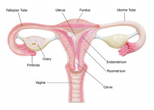 ovaries and illustration of female reproductive system